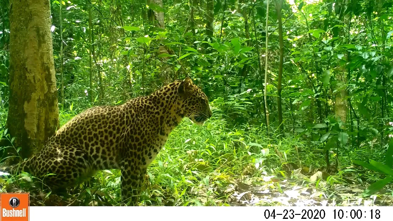 Banner Geliat Jejak Macan Tutul Masih Terlihat di SM Cikepuh dan CA Cibanteng