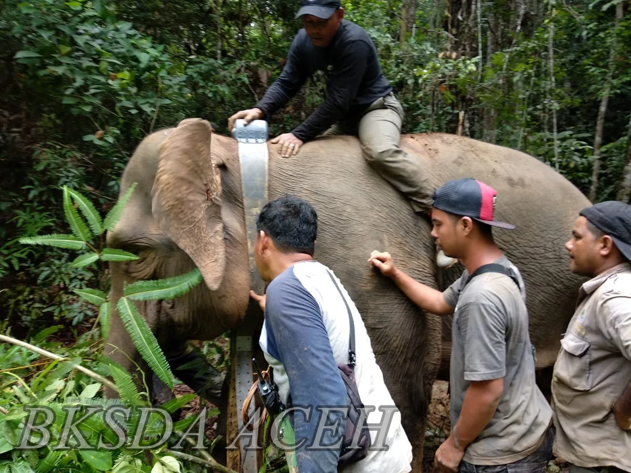 Banner Kembalinya Septi ke Rumah
