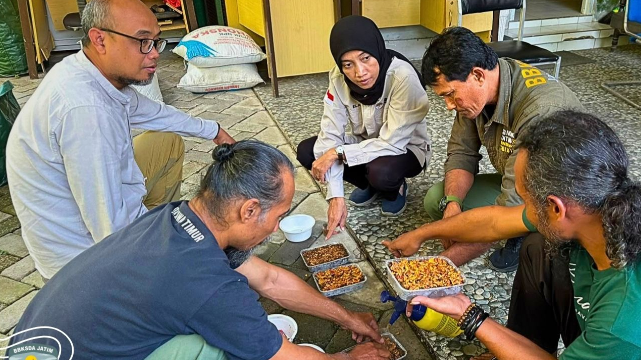 Banner Menyemai Ficus, Upaya Konservasi Sang Raksasa Hijau