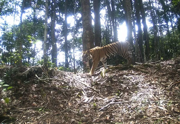 Banner Satwa Liar Hidup Berdamai Dengan Cagar Alam Dolok Sipirok