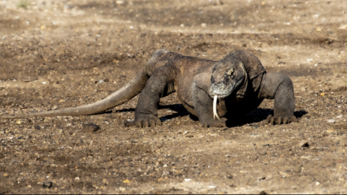 Banner Bagaimana Kabar Komodo?