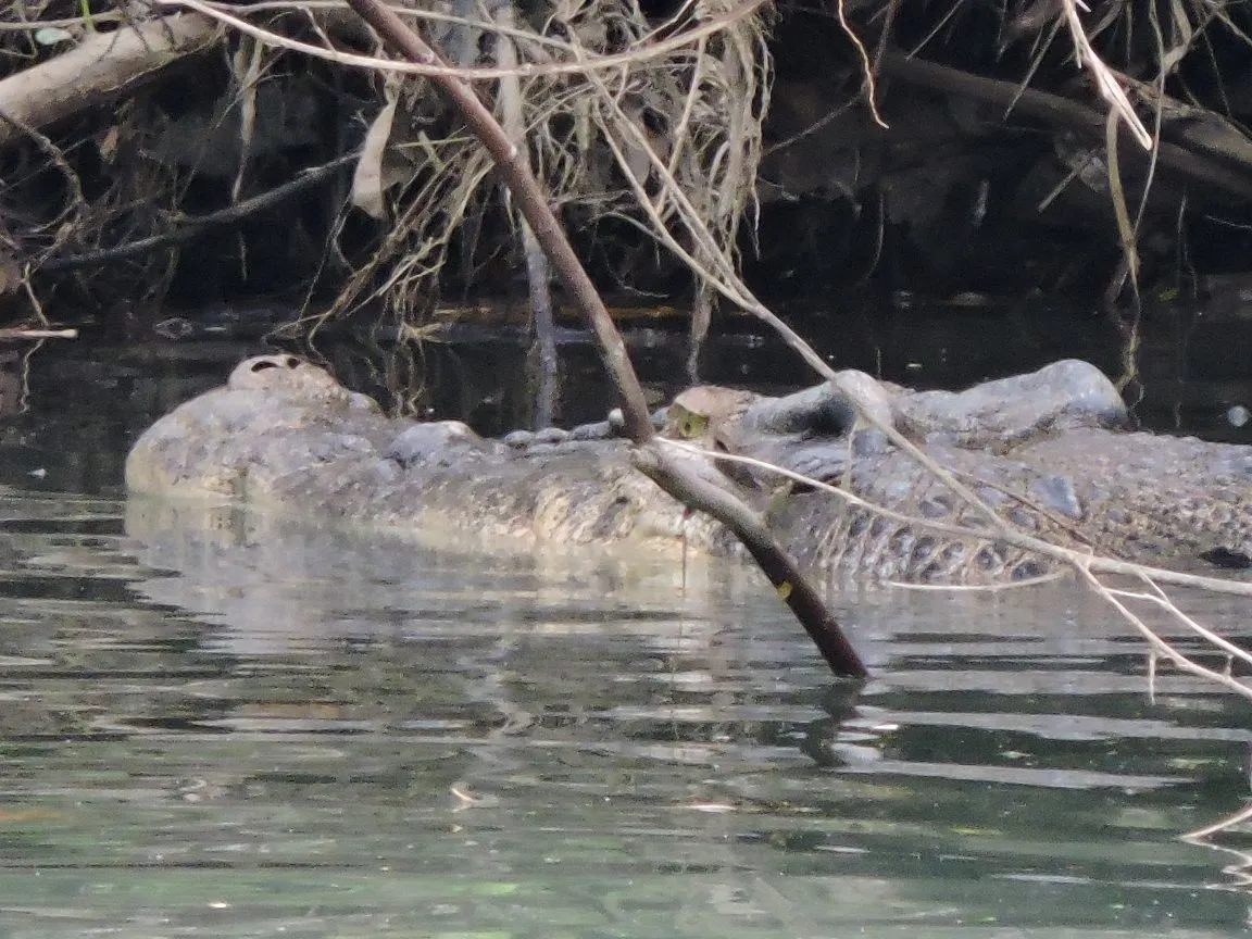Banner Upaya Penangkapan Buaya Air Asin Hasil Laporan Masyarakat ke Call Center BKSDA Aceh