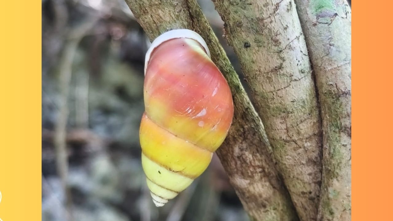 Banner Gradasi Senja, Pesona Amphidromus perversus solemi yang Tersembunyi di Daun Hijau Nusa Barung