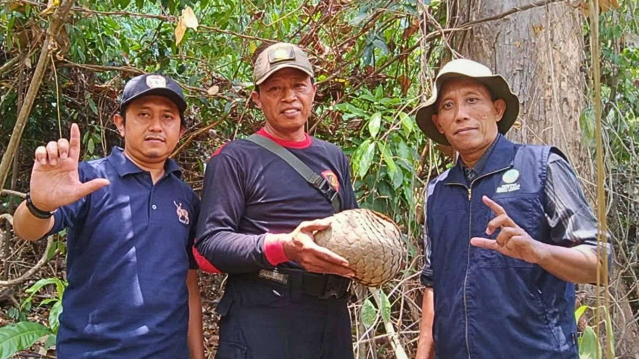 Banner Dievakuasi Saat Kebakaran, Trenggiling Betina Kembali ke Hutan Pacitan