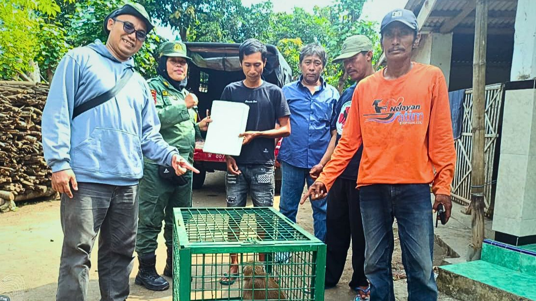 Banner Digigit Baru Diserahkan, Siklus Lama Pemeliharaan Monyet yang Tak Pernah Putus