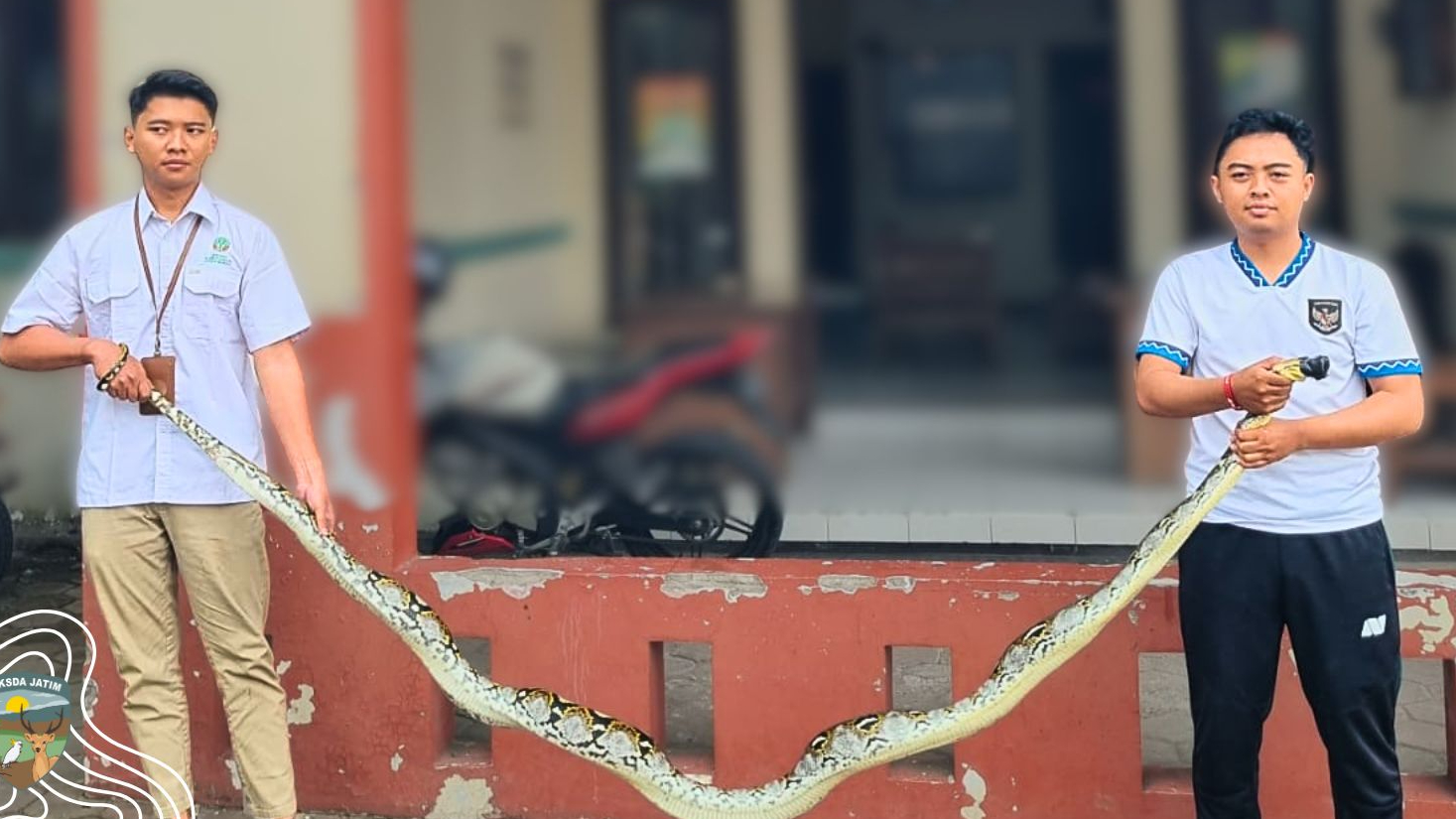 Banner Khawatir Memangsa Ayam Ternak, Warga Jamur Serahkan Ular Temuannya