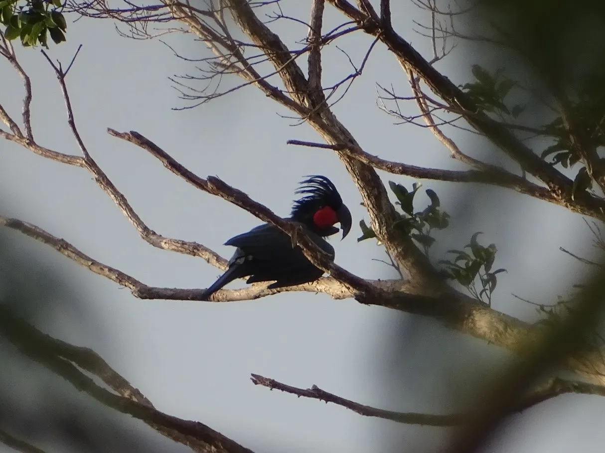 Banner Inventarisasi Keanekaragaman Hayati di Luar Kawasan Konservasi, Tim Jumpai Kakatua Raja di Alam Liar