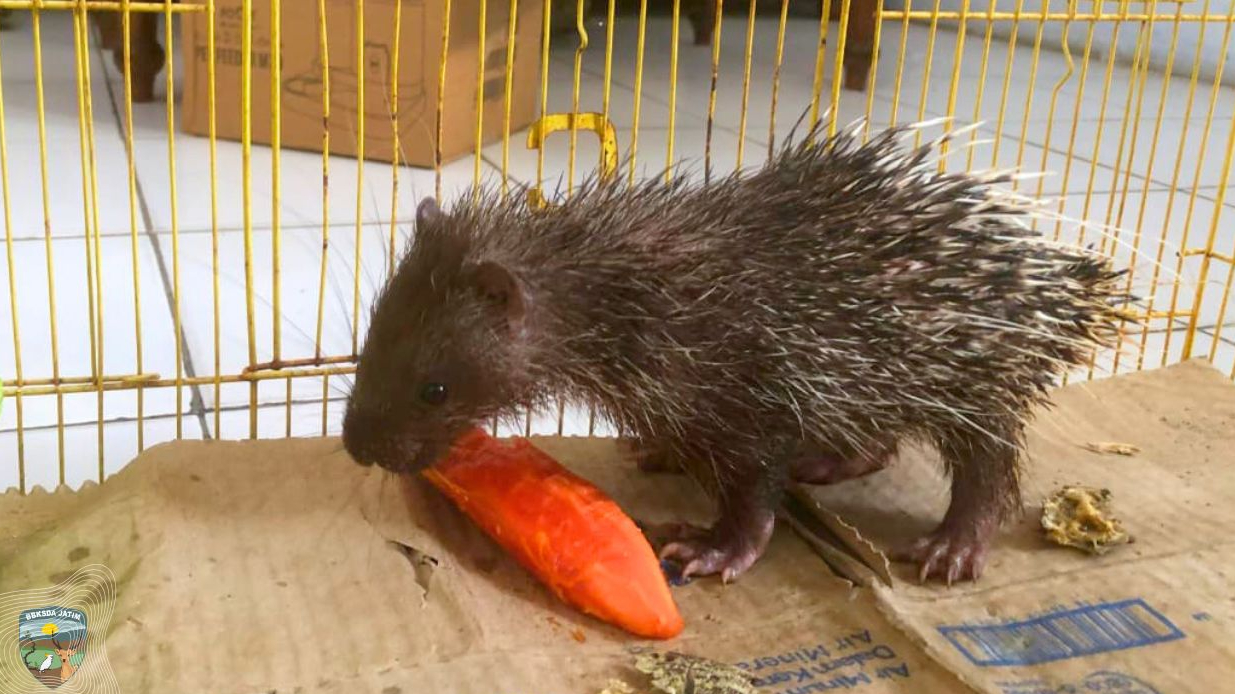 Banner Kisah Landak Jawa Dari Dusun Tobalan, Edukasi Tidak Ada Kata Terlambat