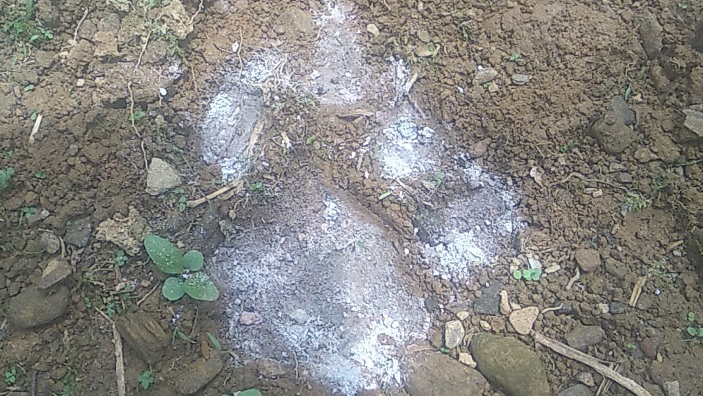 Banner Harimau Sumatera Muncul Lagi di Dairi, Jejak Ditemukan di Perladangan Warga