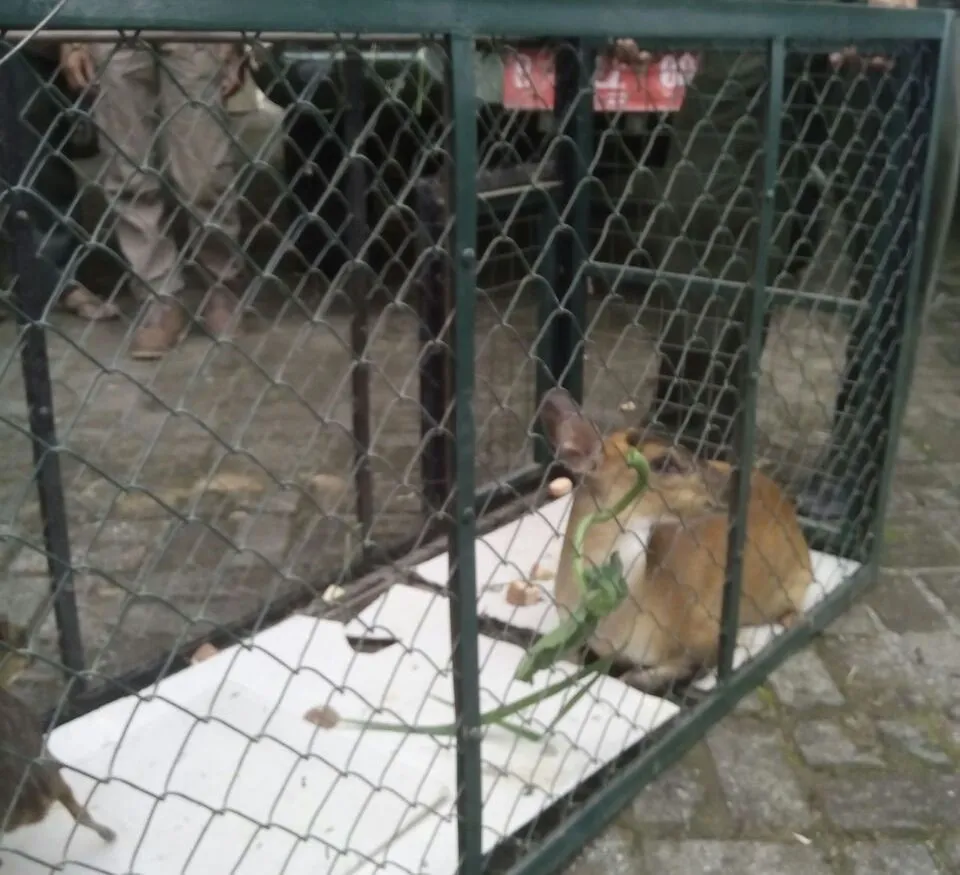 Banner Sinergi Dua UPT Ditjen KSDAE Di Jawa Barat Dalam Upaya Penyelamatan TSL