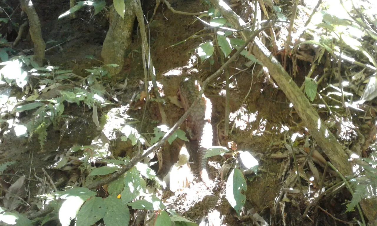 Banner Balai TN Gunung Leuser Lepasliarkan Trenggiling Serahan Masyarakat