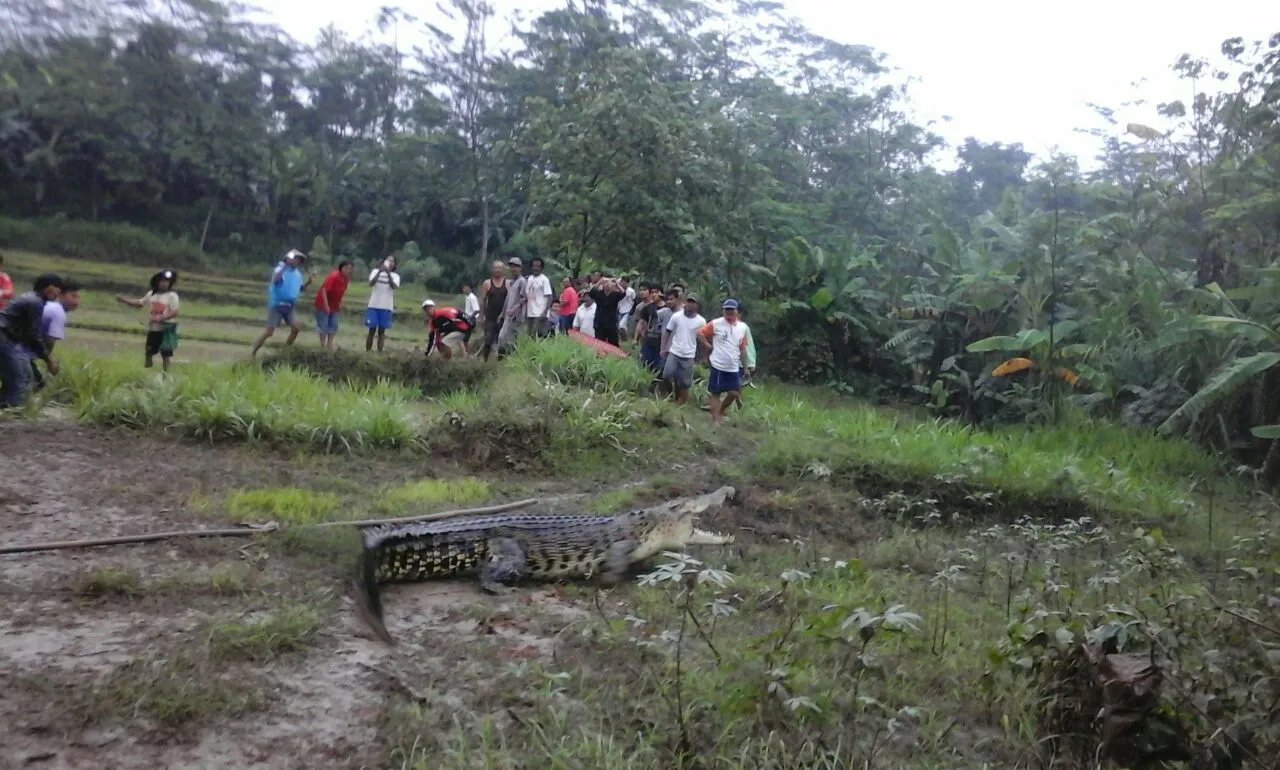 Banner Buaya Muara Sambangi Areal Persawahan di Kebumen