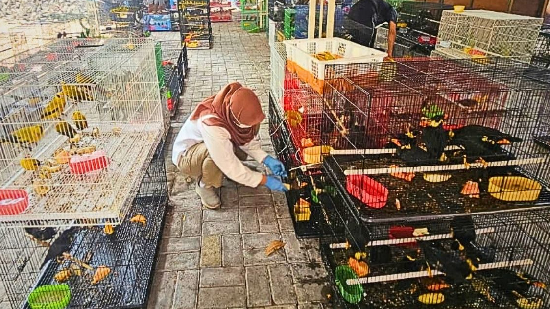 Banner UPS Kebanjiran Ribuan Burung, BBKSDA Jatim Semprotkan Disinfektan