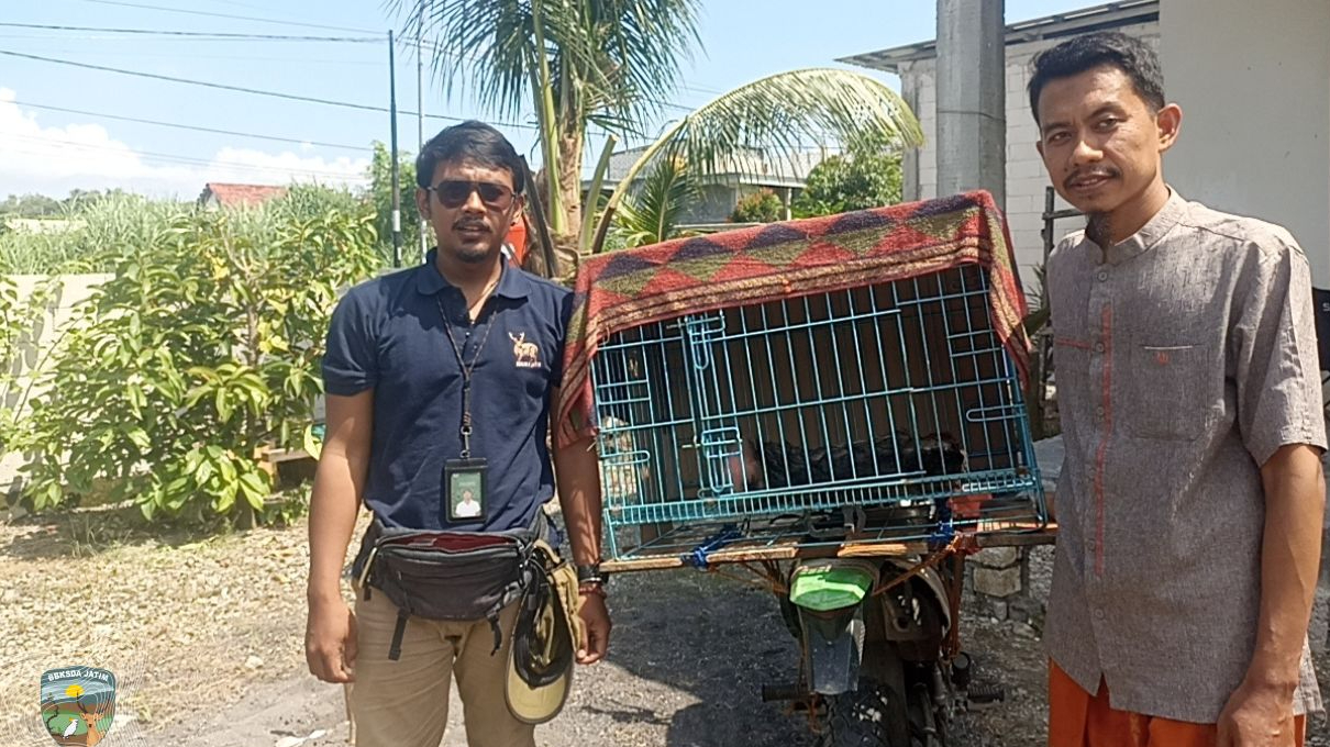 Banner Tim Matawali Gresik Bergerak Cepat Selamatkan Beruk Betina