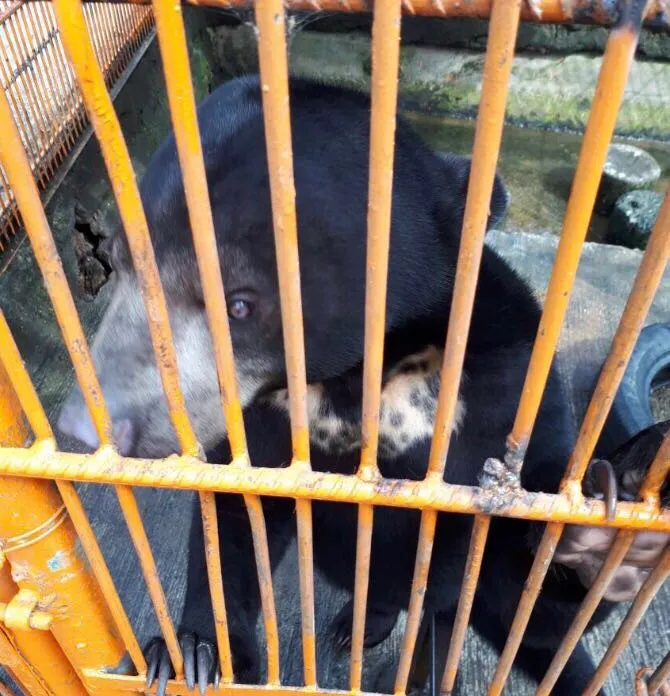 Banner Balai Besar KSDA Jawa Barat Mendapat Beruang Madu, Elang Brontok dan Menemukan Sarang Penyu