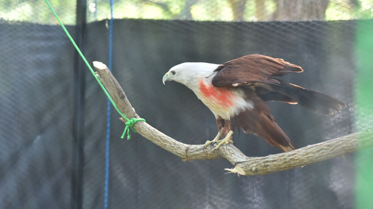 Banner HKAN 2026: Empat Elang Bondol Kembali Mengudara di Langit Bengkulu