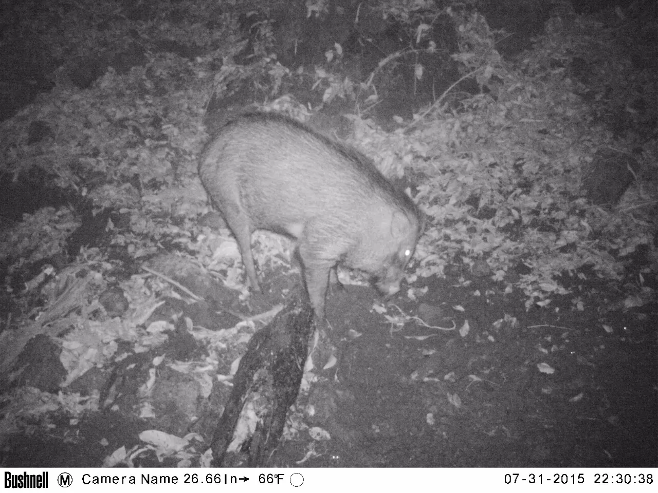 Banner Balada Babi Hutan Gunung Ciremai