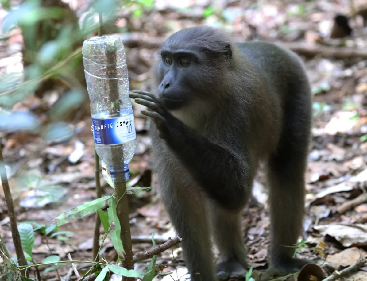 Banner Ada Apa dengan Macaca maura di Karenta?