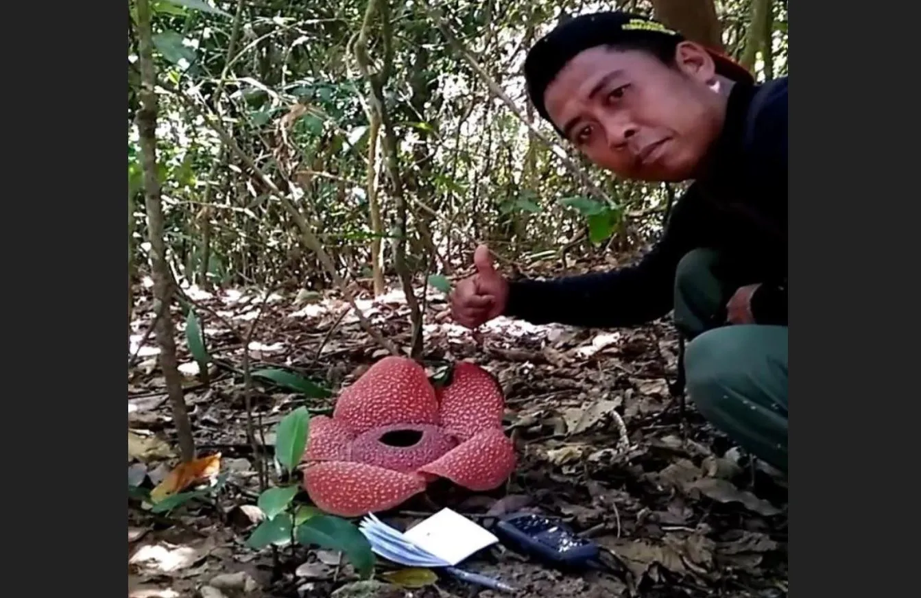 Banner Bunga Rafflesia Warisan Kooders Masih Ada di Puger