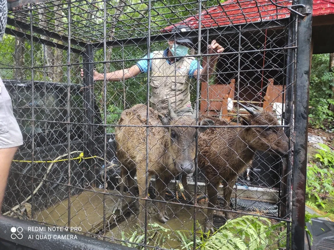 Banner Amor dan Roxie, Penghuni Baru di Sanctuary Anoa Lejja