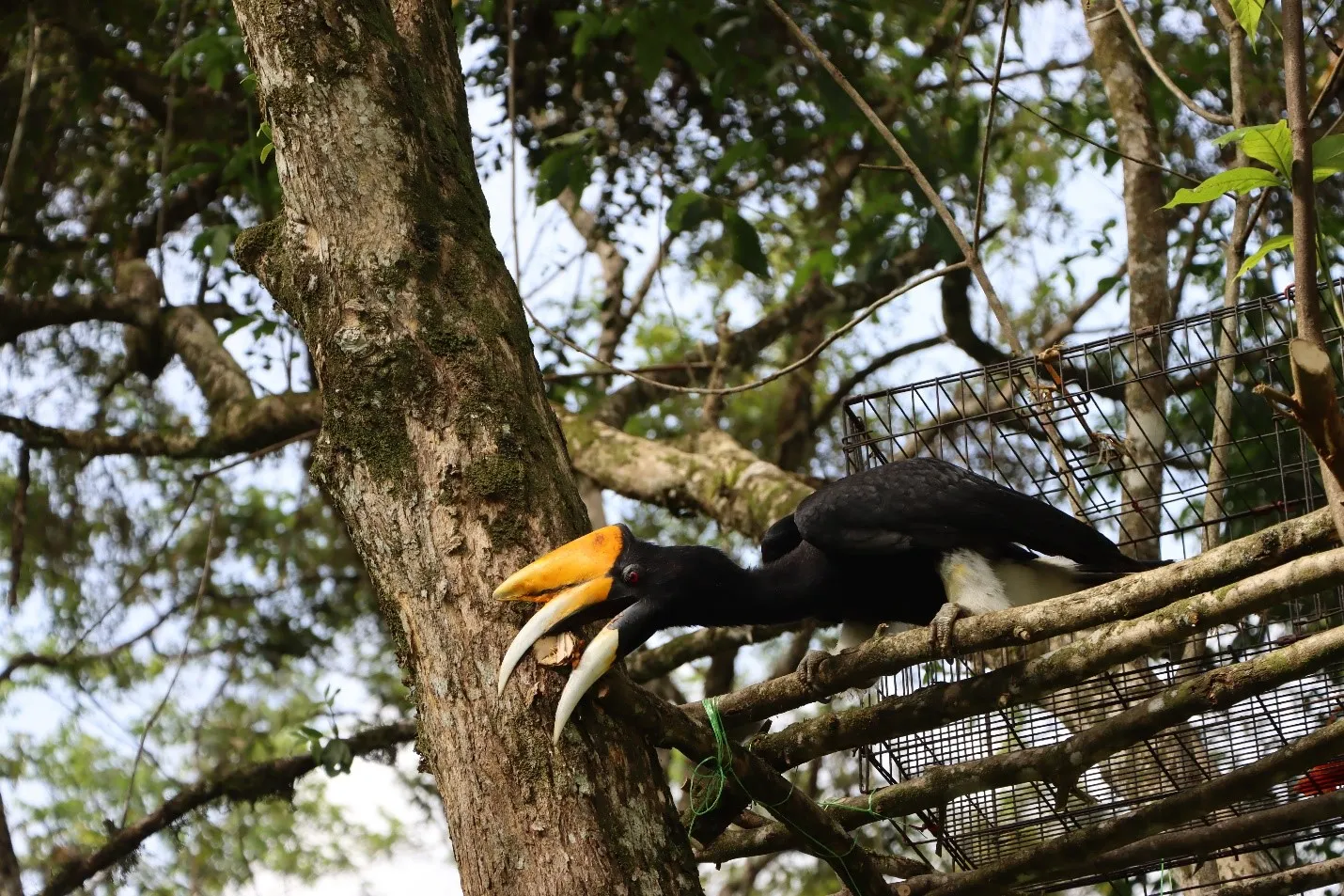 Banner Road to HCPSN 2024, BBKSDA Sumut Lepasliarkan 5 Individu Satwa Liar