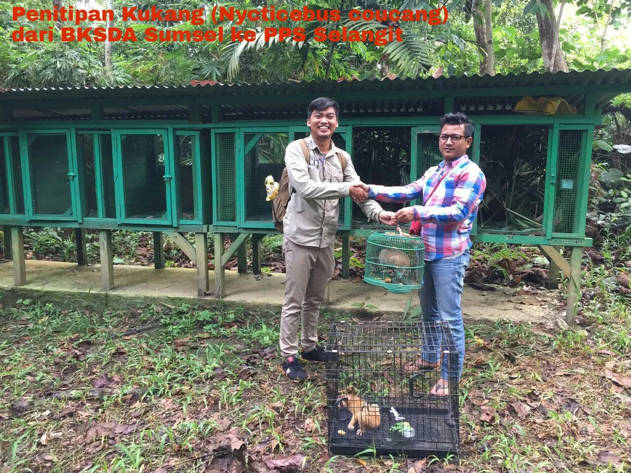 Banner Kukang Ribang Kemambang