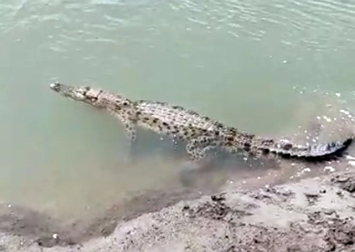 Banner Buaya Kali Sadar Dilepasliarkan Kembali Oleh BBKSDA Jatim