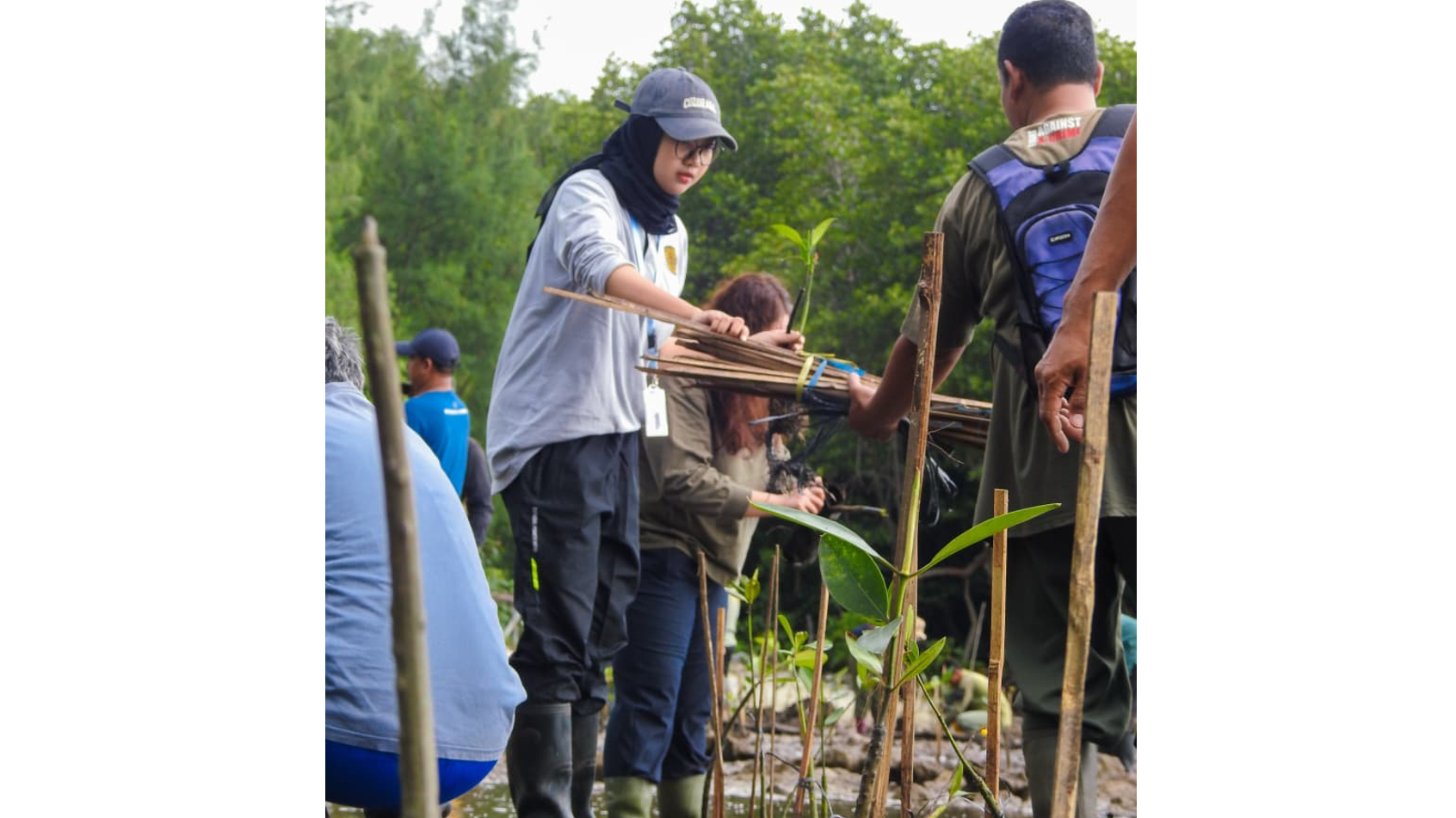 Banner BTN Karimunjawa dan Mitra Tanam 100 Mangrove Inovatif di Karimunjawa