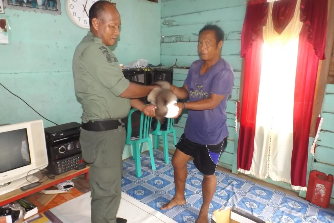 Banner Penyerahan Kelempiau (Hylobates albibarbis) oleh Masyarakat ke Balai Taman Nasional Gunung Palung