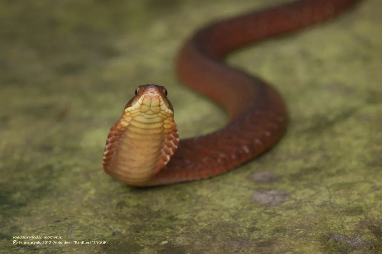 Banner Menelusuri Sang Ular Langka dari “Tanah Pasundan”