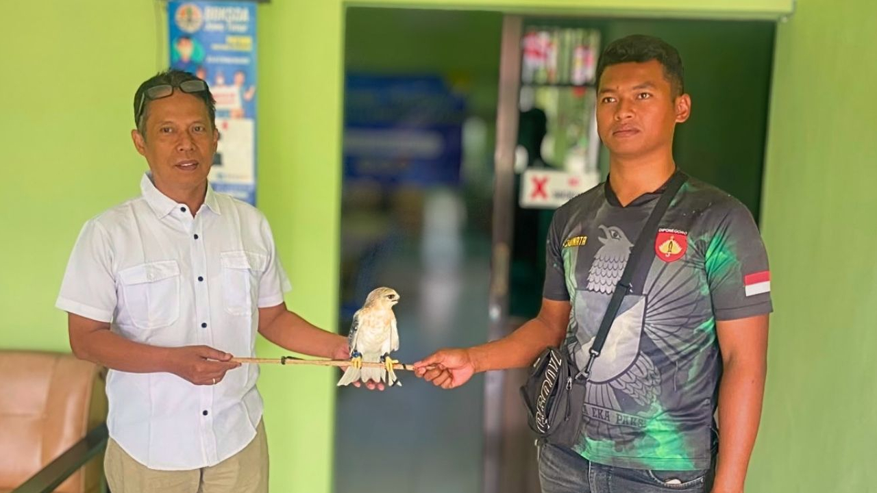 Banner Ditemukan di Halaman Rumah, Elang Tikus Muda Diserahkan ke Negara
