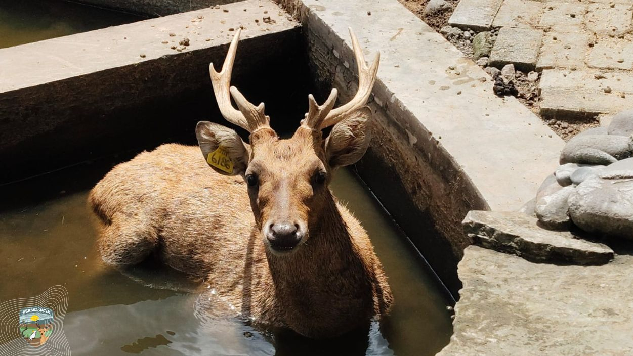 Banner BBKSDA Jawa Timur Lakukan Pembinaan Penangkaran Rusa Timor di Ponorogo