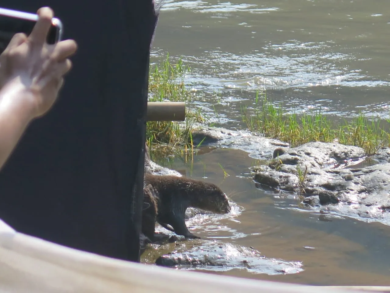 Banner KLHK dan Komunitas Ciliwung Depok Lepasliarkan Tiga Individu Berang-Berang Di Sungai Ciliwung