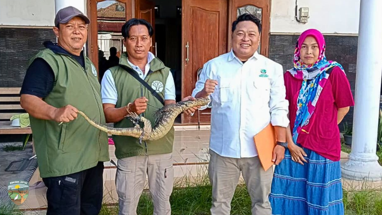 Banner Berusaha Memasuki Rumah Warga, Seekor Biawak Diamankan Tim Matawali