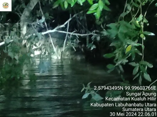 Banner Penampakan Buaya, Petugas Pasang Perangkap