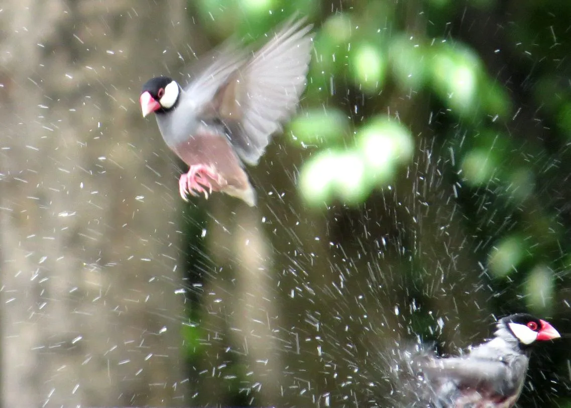 Banner Kini 919 Jenis Tumbuhan dan Satwa Liar di Indonesia Dilindungi Undang-Undang