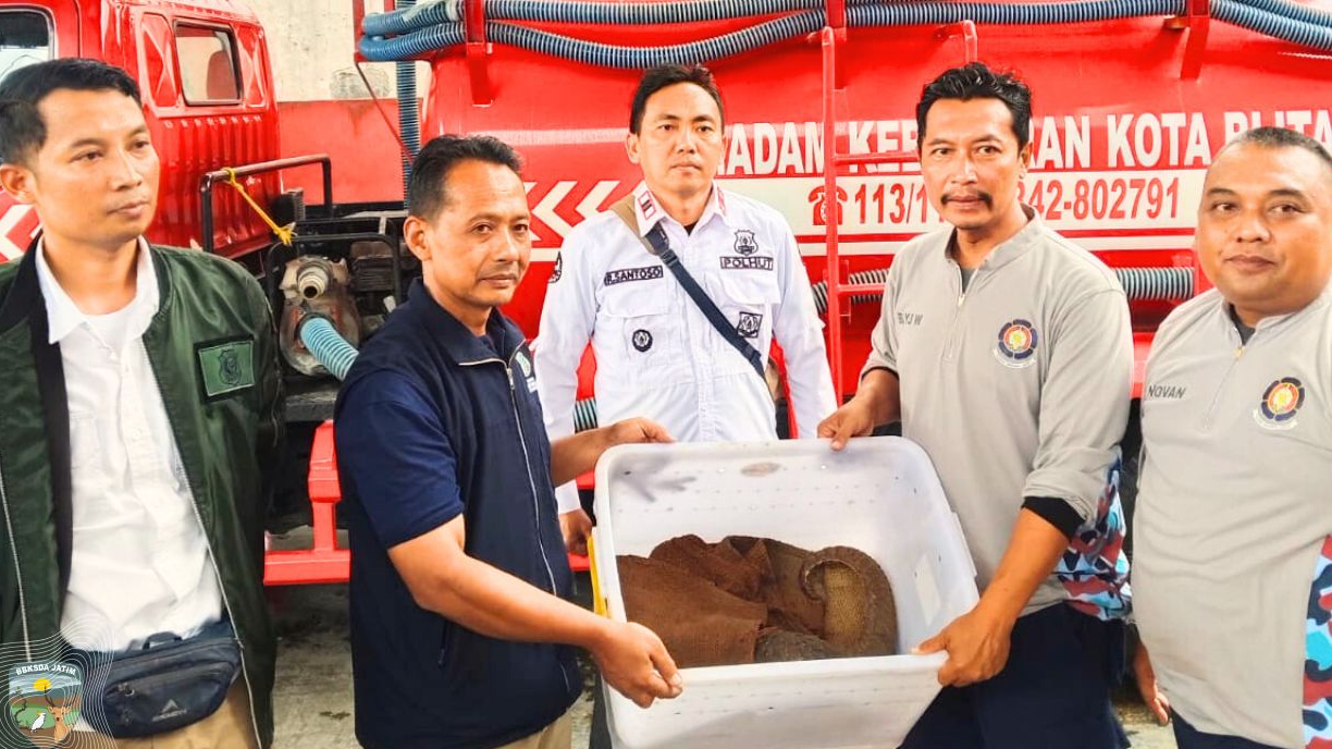 Banner Tersesat di Rumah Warga, Mamalia Bersisik Dievakuasi dan Dilepasliarkan ke Kaki Gunung Kelud