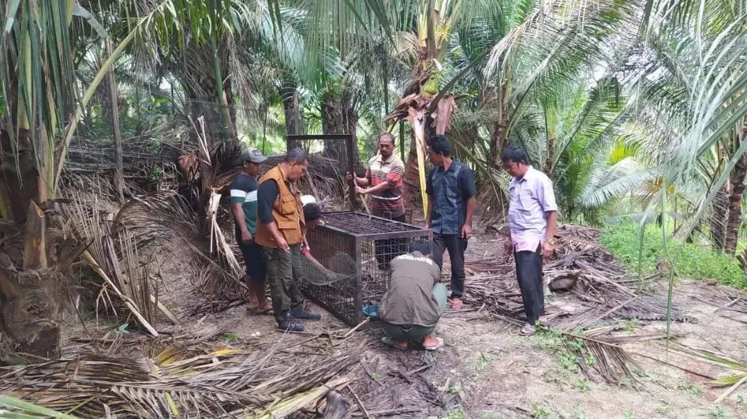 Banner Box Trap Untuk Beruang Madu