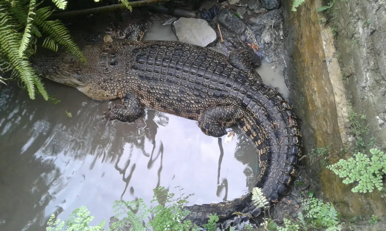 Banner 18 Tahun Dipelihara, Warga Serahkan Reptil Besarnya