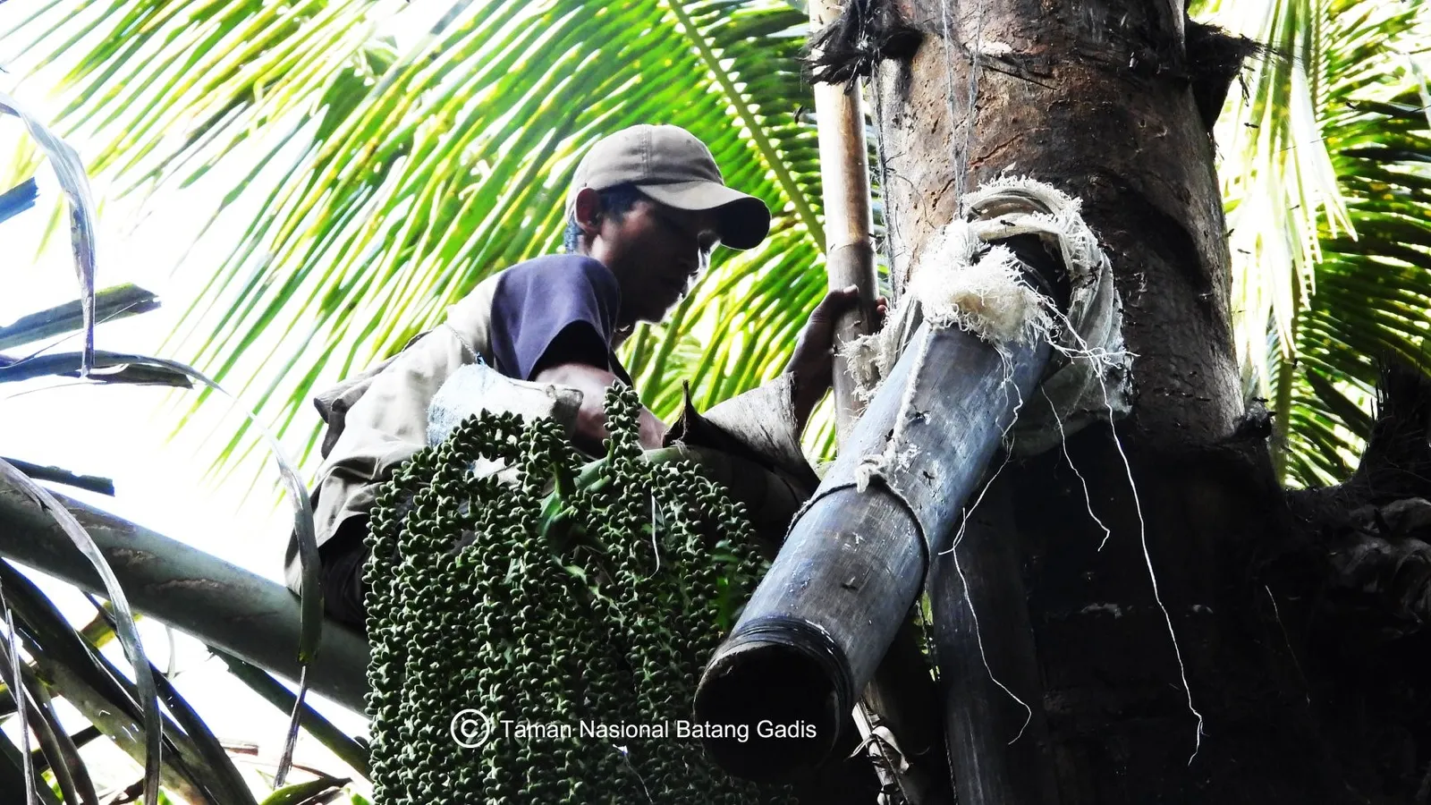 Banner Maragat : Aktifitas Petani Aren di Desa Penyangga TN Batang Gadis
