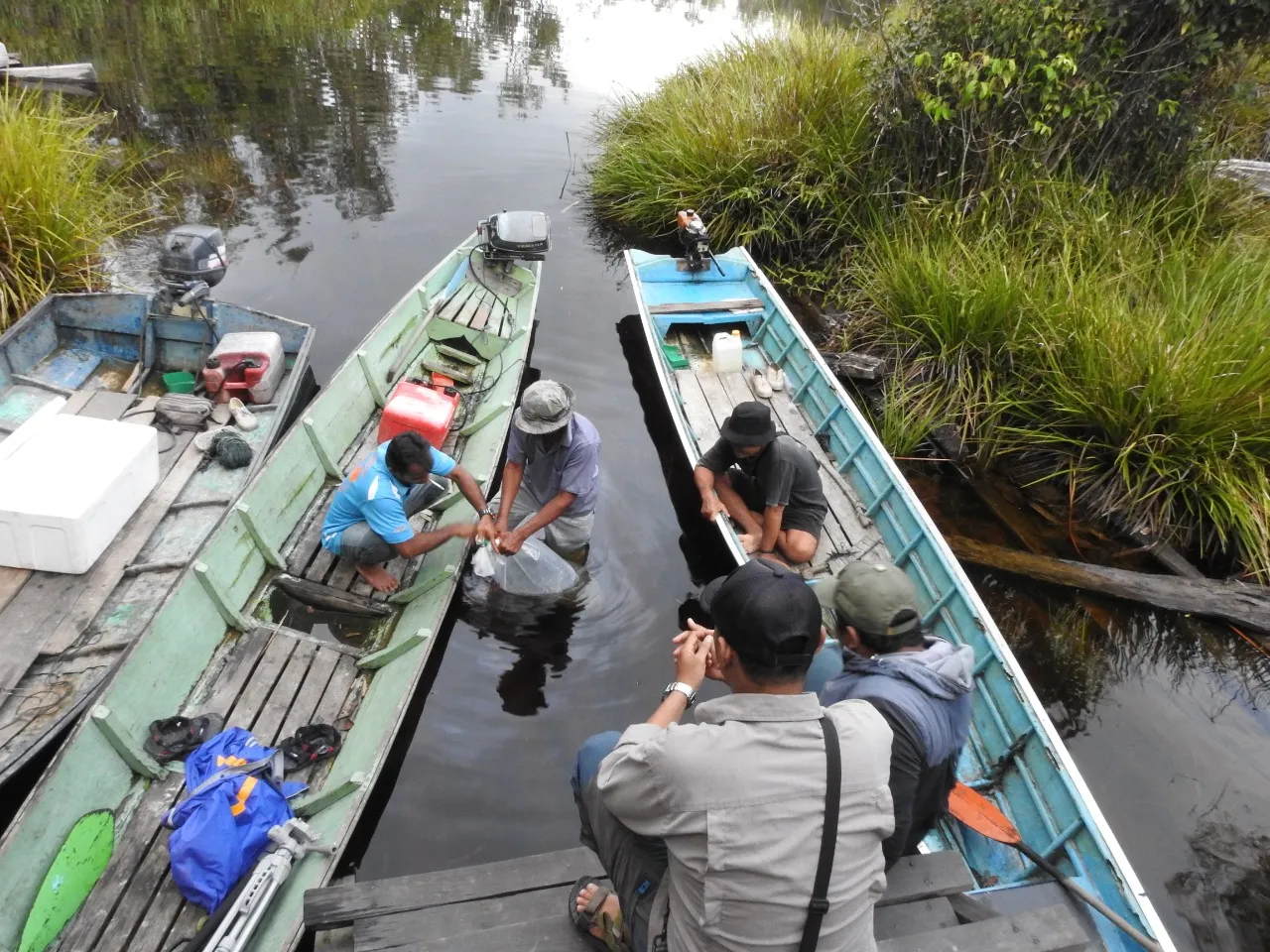Banner Kembalinya Arwana Ke Habitat Alaminya