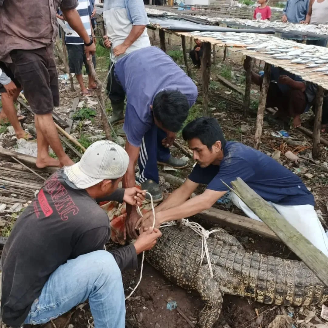 Banner Waspada Buaya Muara di Musim Kemarau