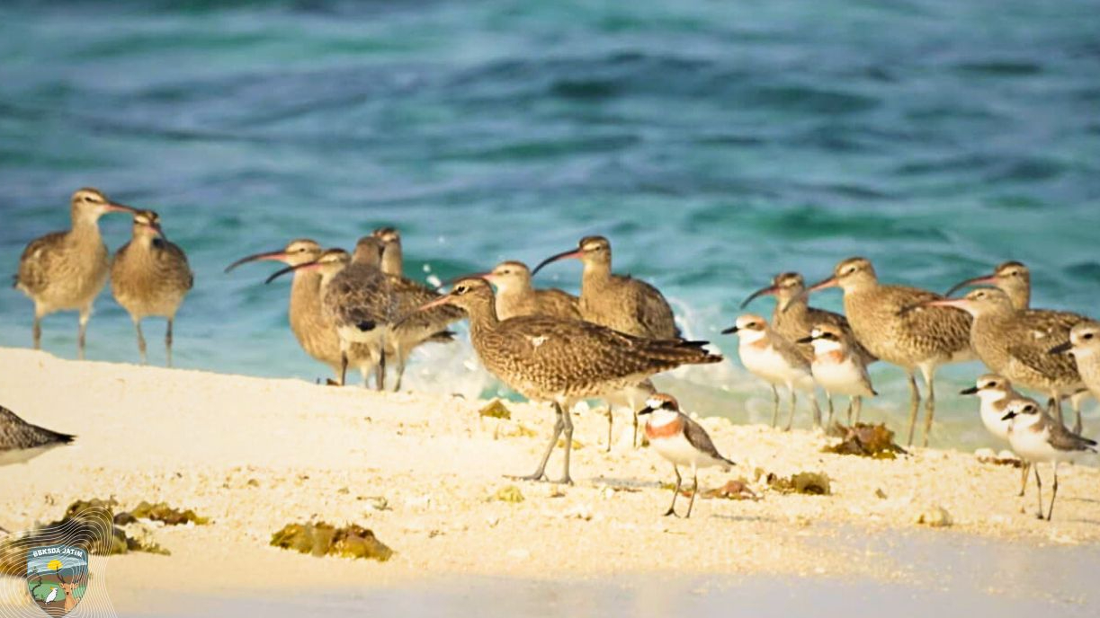 Banner Pulau Kecil, Peran Besar: Cagar Alam Pulau Noko dalam Jalur Migrasi Burung Dunia