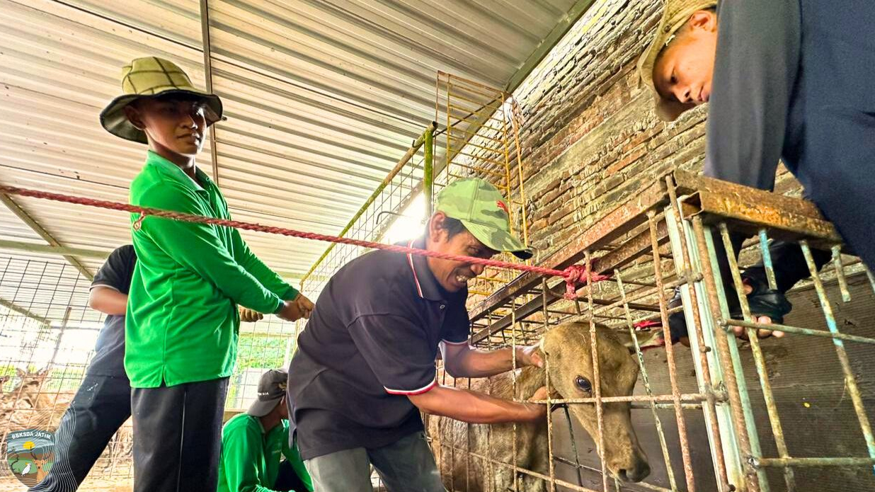 Banner Bukan Aksesori, Inilah Alasan Setiap Rusa Harus Memiliki Tanda!