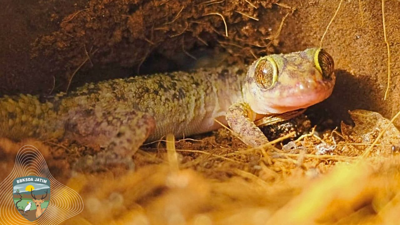 Banner Jejak Cyrtodactylus Petani Dari Sebuah Malam Yang Tak Direncanakan Di Pamekasan