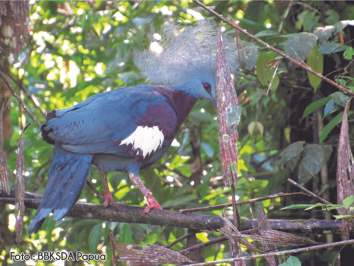 Banner 17 Ekor Satwa Endemik Papua Dilepasliarkan BBKSDA Papua