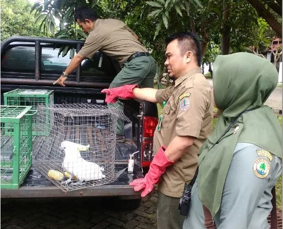 Banner Bukannya THR Yang Diperoleh, Malah Satwa Liar Yang Didapat