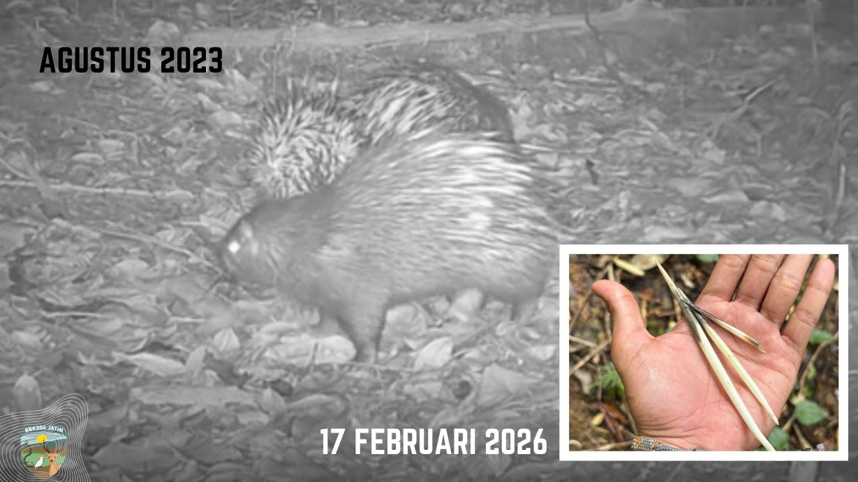 Banner Duri yang Tertinggal di Tanah Lembap Berbatu, Membuka Tabir Misteri Mamalia Rimba Bawean 2026