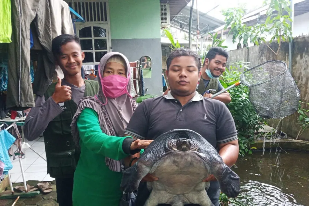 Banner BBKSDA Riau Bersama Mitra Melakukan Penyelamatan Labi - Labi