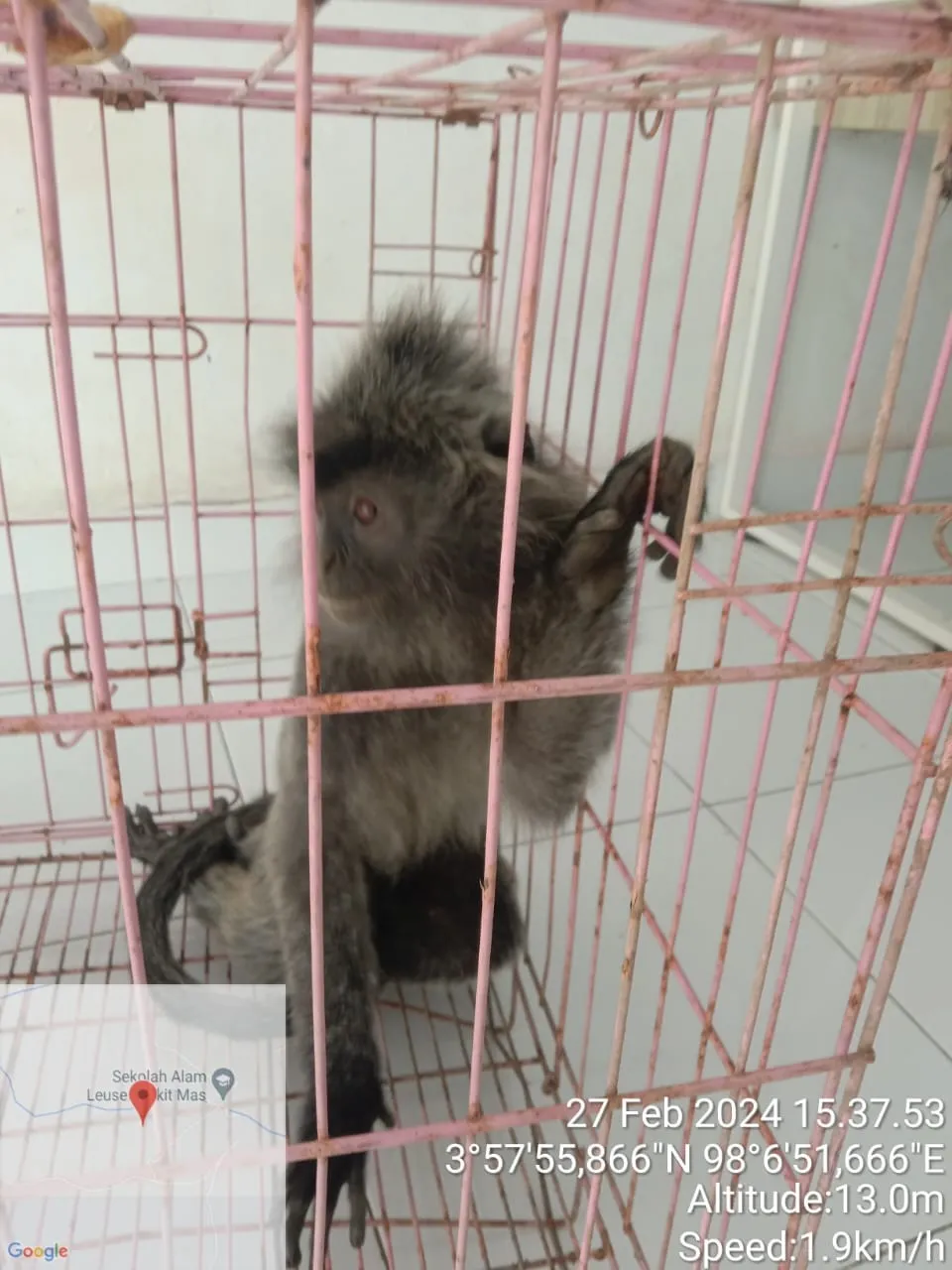 Banner Terluka, Lutung Kelabu Direscue